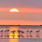 Sunset among flamingos in the Ebro Delta - Frequently Asked Questions