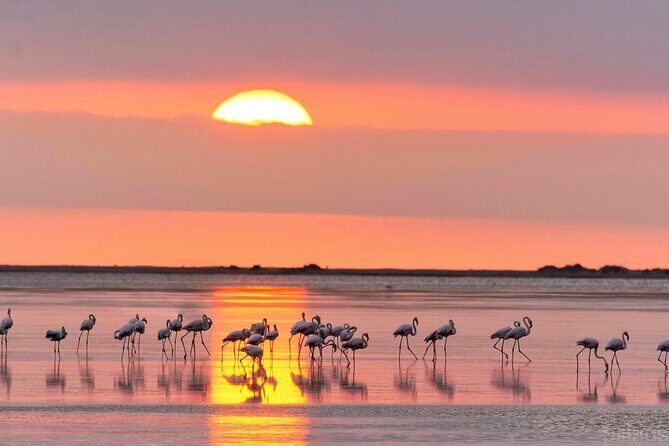 Sunset among flamingos in the Ebro Delta - Frequently Asked Questions