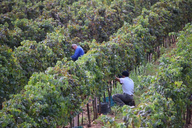 Sunset Tour with visit and guided tasting of 5 wines and local products - Final Thoughts: Who Will Appreciate This Tour?