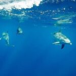 Swim with Dolphins in the Azores - The Itinerary and What to Expect