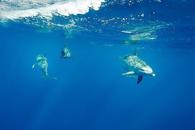 Swim with Dolphins in the Azores - The Itinerary and What to Expect