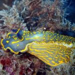 Taormina Scuba Diving Experience - Considerations and Tips for Your Trip