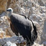 Taxi boat Kormat - FAQs