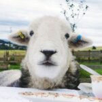 Tea with Naughty Sheep - Who Will Love This Experience?