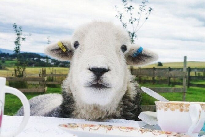 Tea with Naughty Sheep - Who Will Love This Experience?