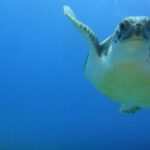 Tenerife Turtle and Snorkel Tour from Costa Adeje - The Price and Value