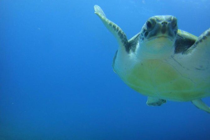 Tenerife Turtle and Snorkel Tour from Costa Adeje - The Price and Value