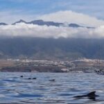 Tenerife Whale Watching and Snorkeling Yacht Trip - Why Travelers Love This Tour