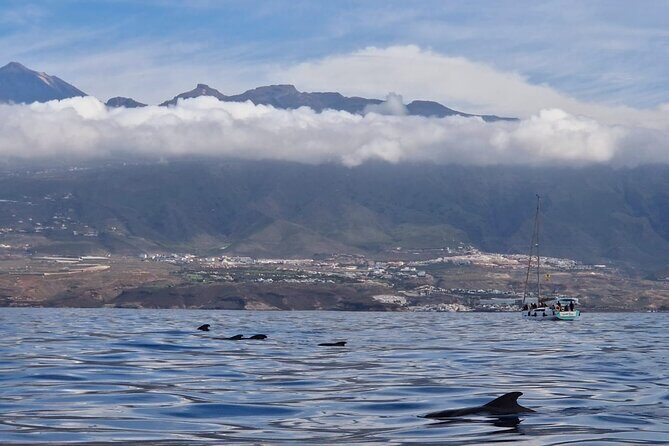 Tenerife Whale Watching and Snorkeling Yacht Trip - Why Travelers Love This Tour