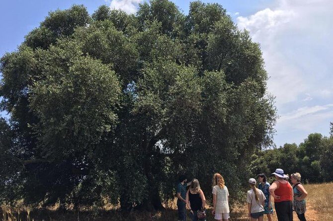 The Governor's Olive Mill Tour with Olive Oil Tasting - Who Is This Tour Best For?