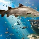 Ticket Palma Aquarium - The Experience: Pros and Cons