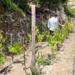 Tour in the heady scents of our garden in Ragusa - Is It Worth the Price?