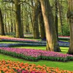 Tour to Giethoorn and Keukenhof Tulip Fields from Amsterdam - What Makes This Tour Stand Out?