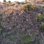 tour with tasting in the Bronte pistachio plantations - The Practical Details