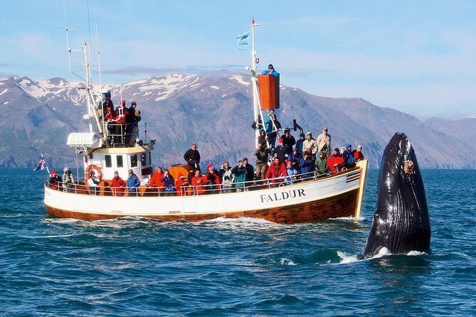 Traditional Whale Watching from Húsavík by Local Family Company - The Value Proposition: Is It Worth It?