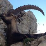 Travel with Swissness - Exploring the Stops in Detail