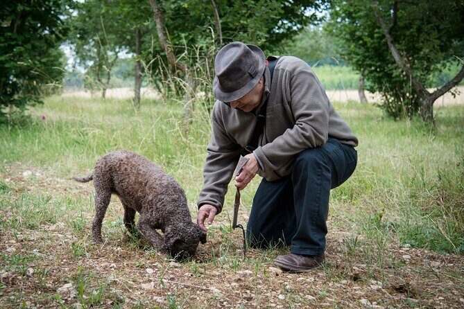 Truffle Cavage Demonstration - Discovering the Truffle Cavage Demo: A Truly Unique Experience in Beaune