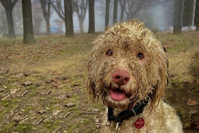 Truffle Hunting and Lunch in Piedmont Trattoria - The Practical Side