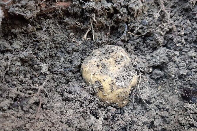 Truffle Hunting Experience in Assisi - Is It Worth the Price?