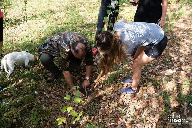 Truffle hunting + gourmet tasting (transfer included) - The Truffle Hunt: A Walk in the Woods