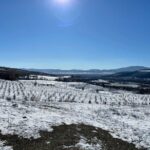 Truffle Hunting in Kyustendil - Final Thoughts