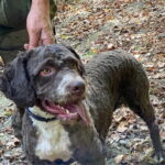 Truffle Hunting in Tuscany - Real Traveler Insights