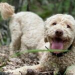 Truffle Hunting in Velebit with Gastronomic Experience - Authentic Experiences According to Travelers