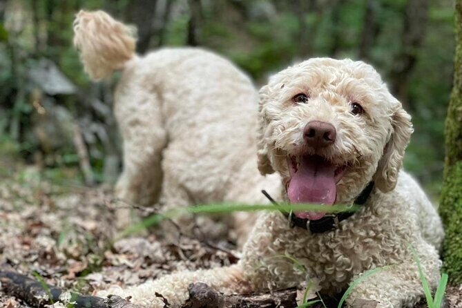 Truffle Hunting in Velebit with Gastronomic Experience - Authentic Experiences According to Travelers