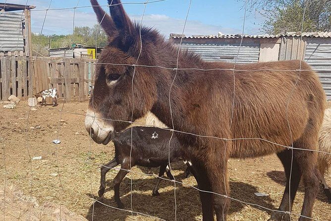 Tuk tuk tour- the best way to see coast and country side - The Itinerary: More Than Just a Ride