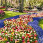 Tulip Experience and Keukenhof Flower Gardens Tour from Amsterdam - The Bonus: Picking Your Own Tulips