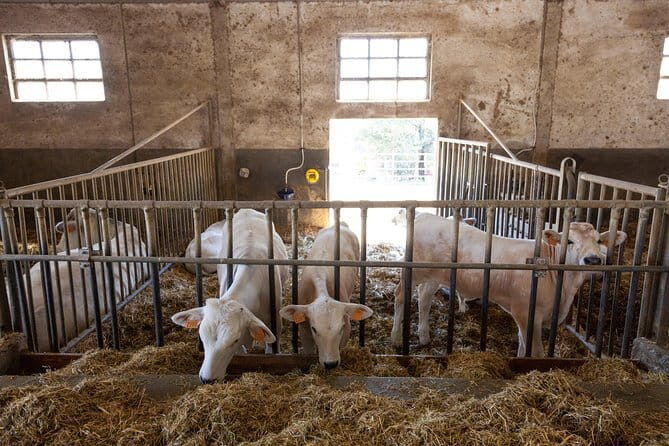 Tuscany Day Trip from Florence: Siena, San Gimignano, Pisa and Lunch at a Winery - Who Should Consider This Tour?