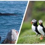 Two-In-One: Whale & Puffin Watching Tours from Reykjavik - Final Thoughts: Who Should Consider This Tour?