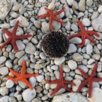 Unforgettable kayaking adventure in Pula! - The Marine Environment and Snorkeling