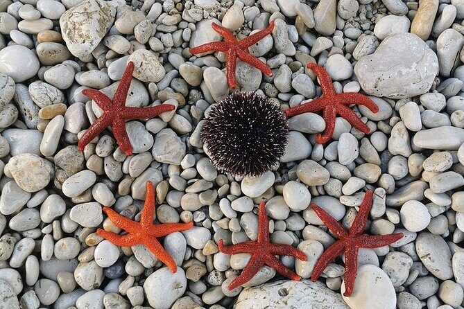 Unforgettable kayaking adventure in Pula! - The Marine Environment and Snorkeling