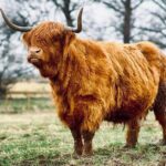 Urquhart Castle, Loch Ness Centre, Gin, Outlander sites - Wrapping It Up