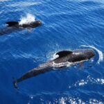 Viking Cruise Whales and Dolphins Watching - Who Would Love This Tour?