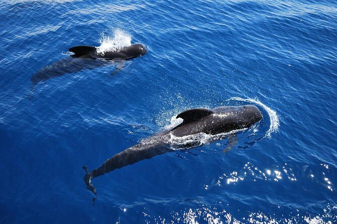 Viking Cruise Whales and Dolphins Watching - Who Would Love This Tour?