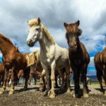 Viking Horse Riding and Golden Circle Tour from Reykjavik - Final Thoughts: Who Should Consider This Tour?