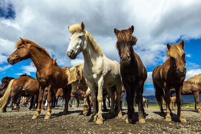 Viking Horse Riding and Golden Circle Tour from Reykjavik - Final Thoughts: Who Should Consider This Tour?