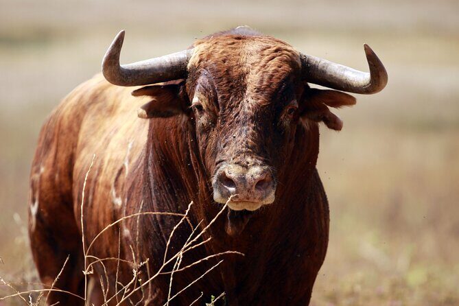 Visit Alvaro Domecq Horses and Brave Bulls in Freedom - The Sum Up