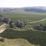 Visit and wine tasting at BODEGA PIRINEOS - Final Thoughts: Is This Tour for You?