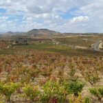 Visit of Marques de Riscal & Boutique Winery from Bilbao - The Experience of the Guide