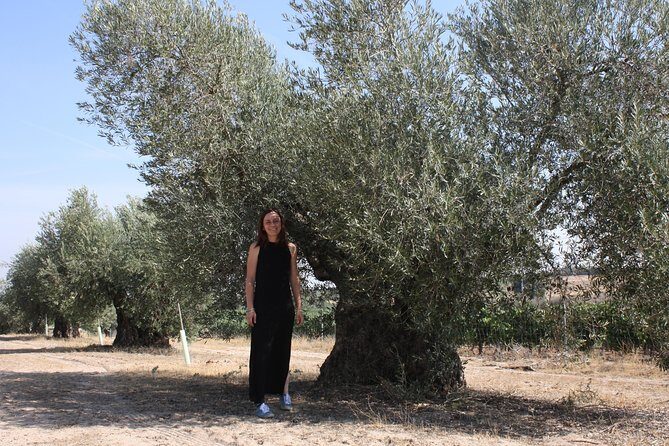 Visit olive grove centenary with oil tasting course - Final Thoughts: Who Will Love This Tour?