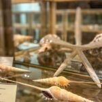 Visit Shell Museum Cavtat - The Itinerary Breakdown