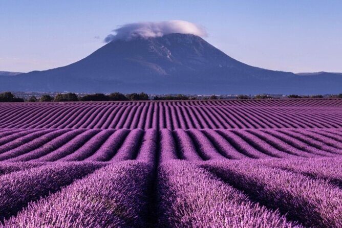 Visit the lavender fields, the Gorges du Verdon and Moustiers. - FAQ