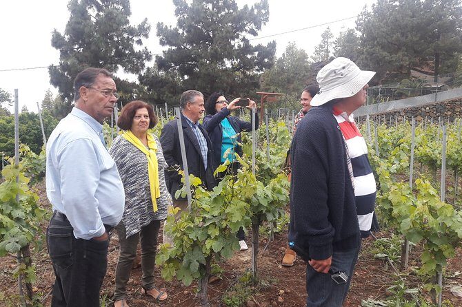 Visit to Arafo Mountain Vineyard and Organic Wine Tasting - The Itinerary in Detail