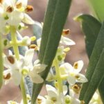 Visit to the oil mill with EVOO experiences in Cuenca - In Practice: What You’ll Love and What to Keep in Mind