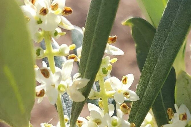 Visit to the oil mill with EVOO experiences in Cuenca - In Practice: What You’ll Love and What to Keep in Mind