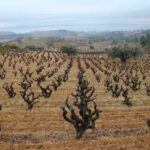 Viticulture and Wine-Tasting 3-Hour Trip from Barcelona - The Vineyard Walk