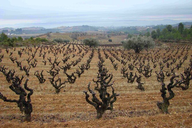 Viticulture and Wine-Tasting 3-Hour Trip from Barcelona - The Vineyard Walk